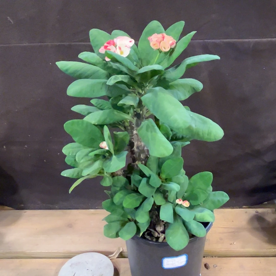 汤圆植物虎刺梅开花了