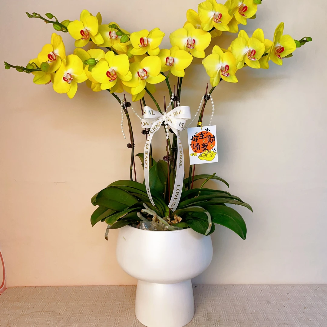 桦艺优选【大黄蜂】精品蝴蝶兰绿植花卉艺术优雅高级盆栽植株好养活