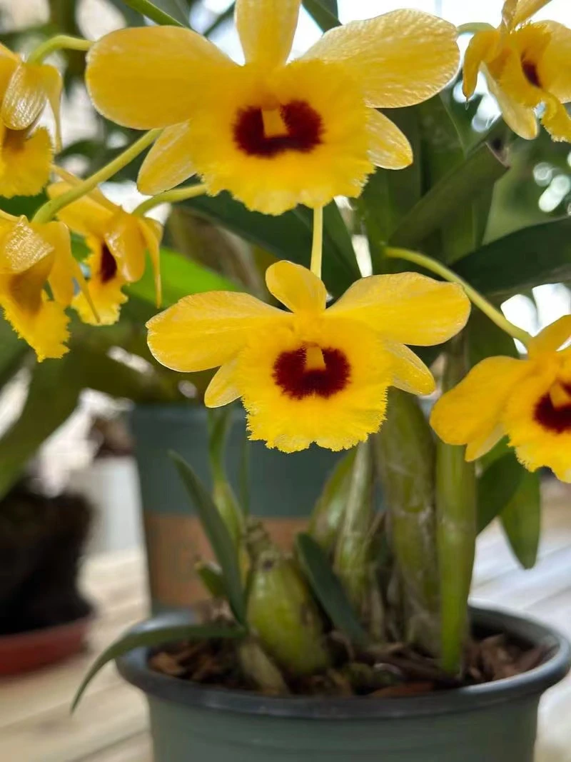 石斛种植一物一拍