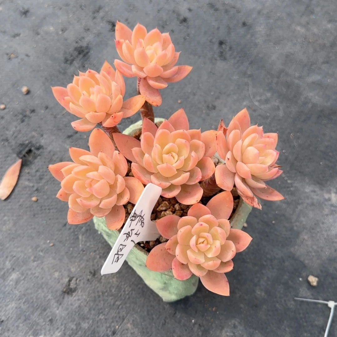 ?**?丝绸面沙，羽碟，