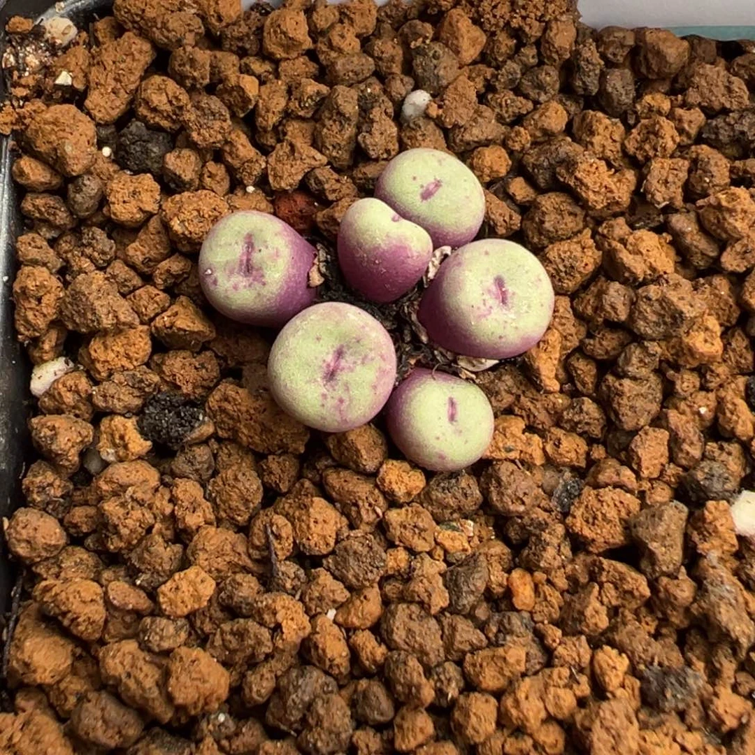 郭***?23-05红嘴多肉植物，