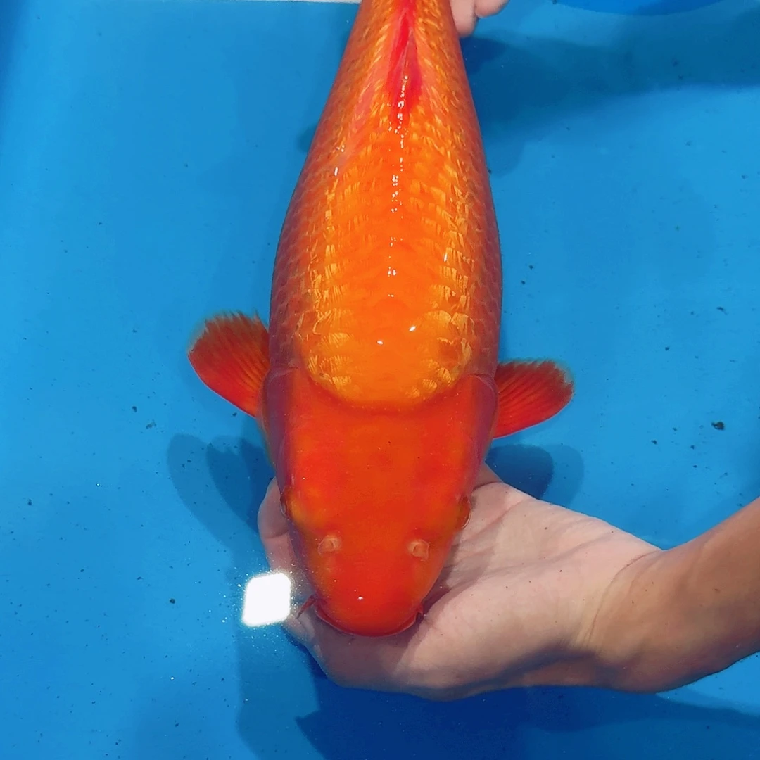 海水鱼佛山兴隆锦鲤