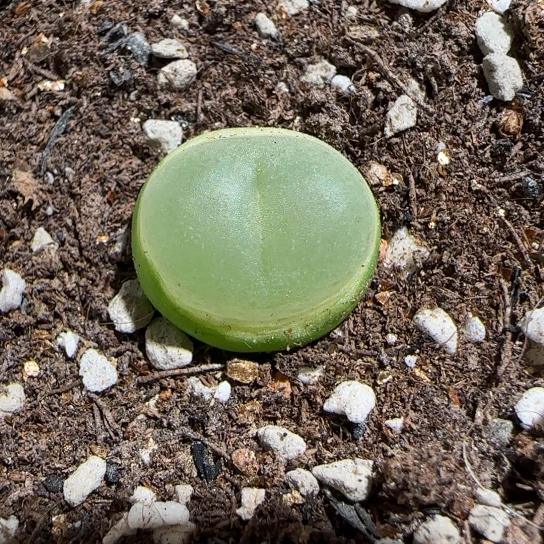 肉锥多肉植物组合-日式拉登185