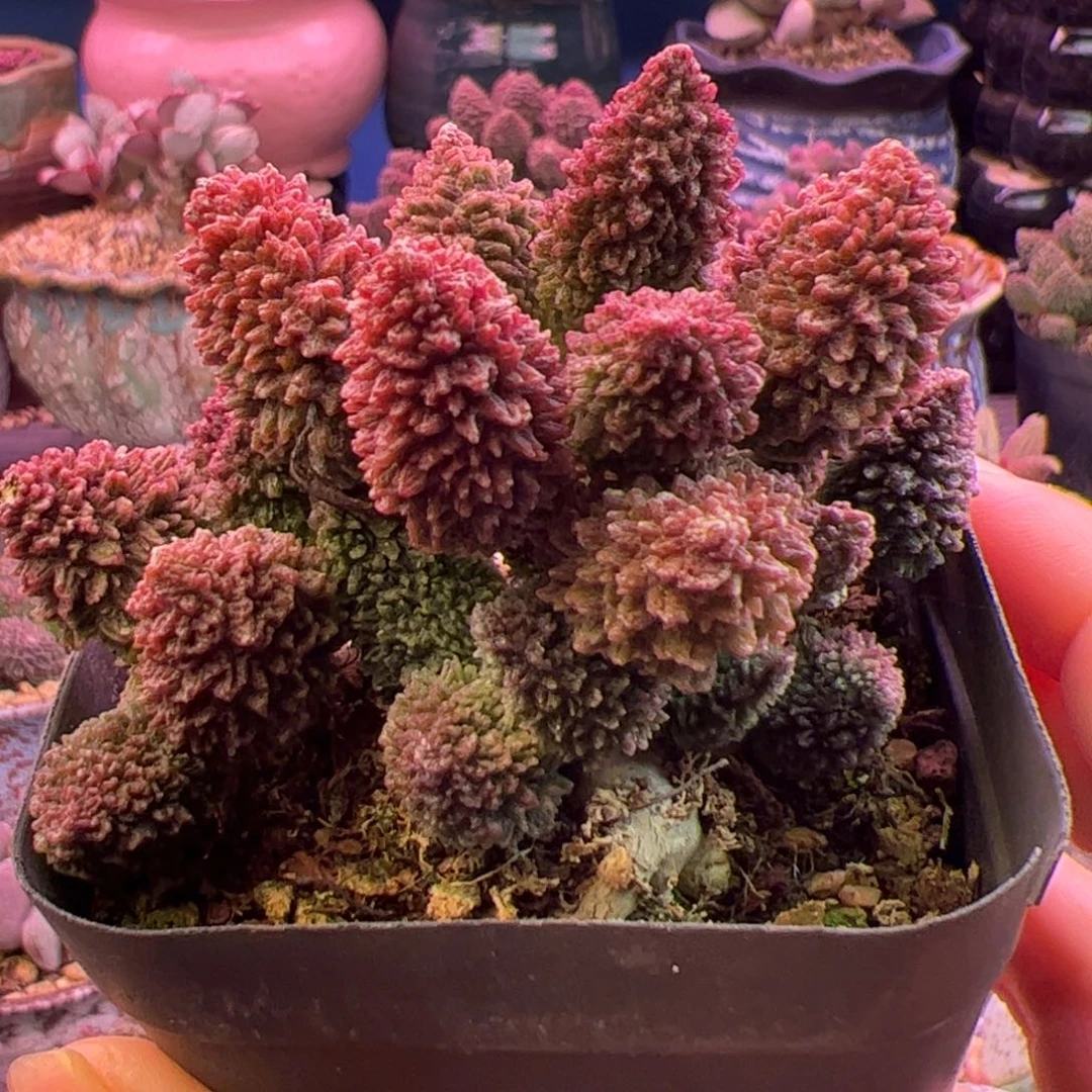 朱紫玉。