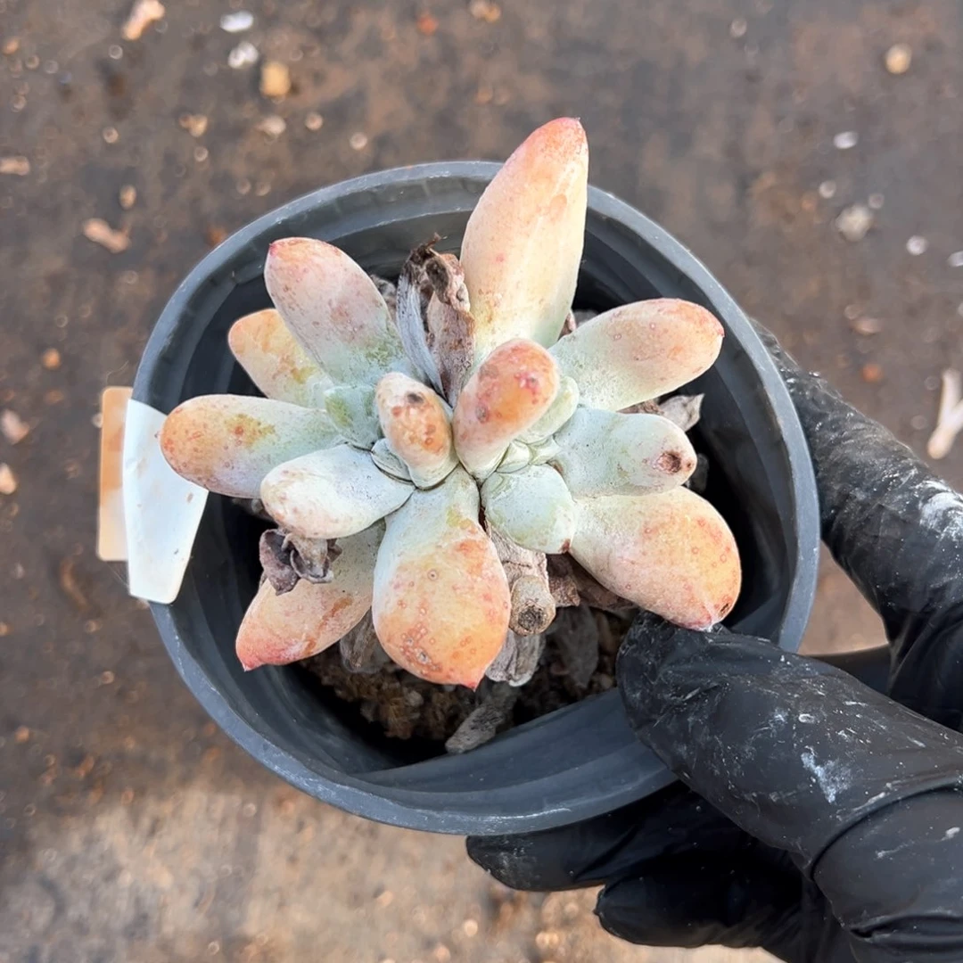 450双头拇指哈哈哈哈哈