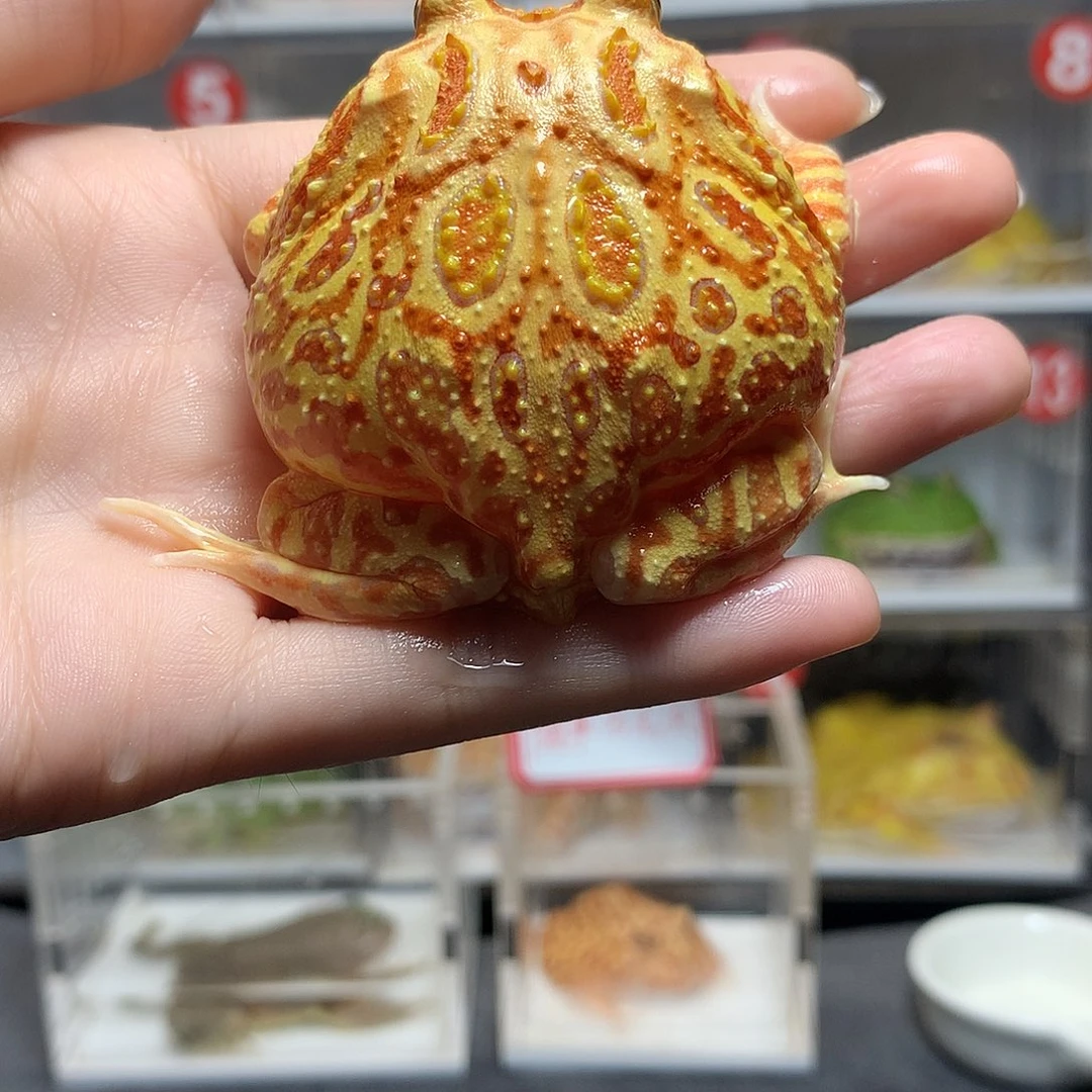 角蛙3869南瓜角蛙