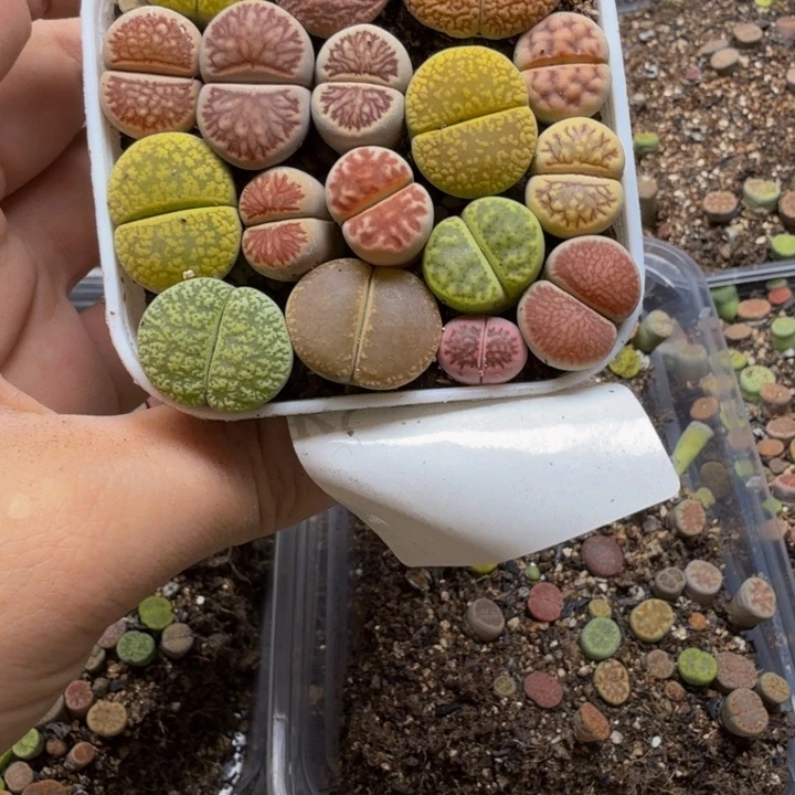 心***子多肉植物的生长发育138