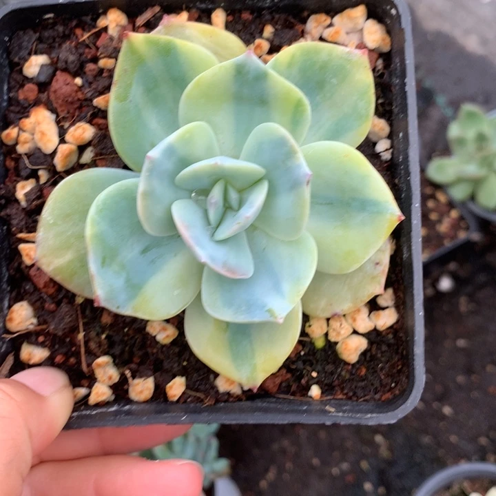 无花朵白凤锦多肉植物