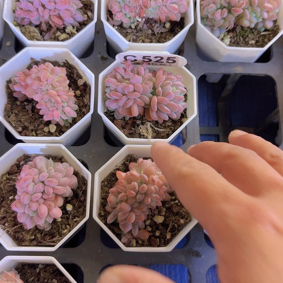 C525玛瑙缀一物一拍