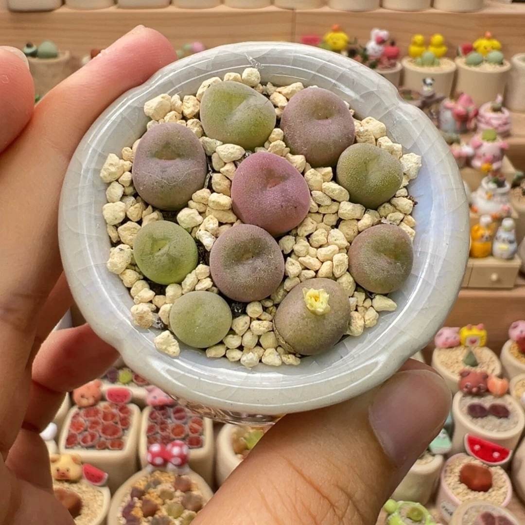 多肉植物101号空卡佛