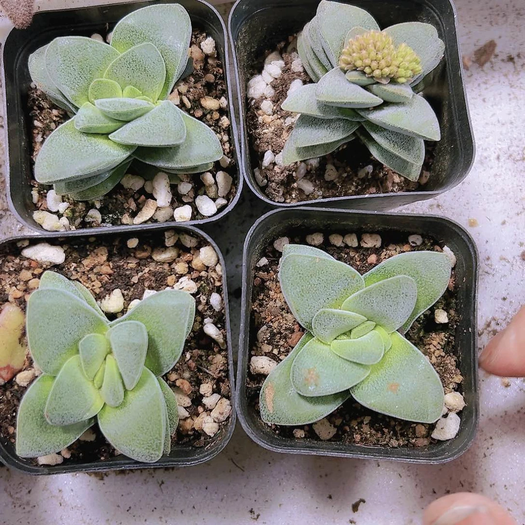 千惠多肉植物19包邮