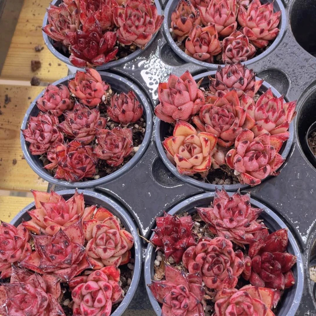 998号 全状态血罗组合两盆