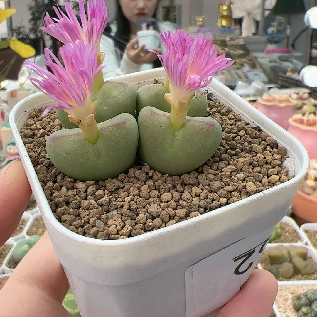 【闪购商品】307 四头