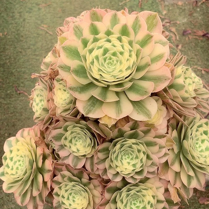 迈巴赫，多肉植物