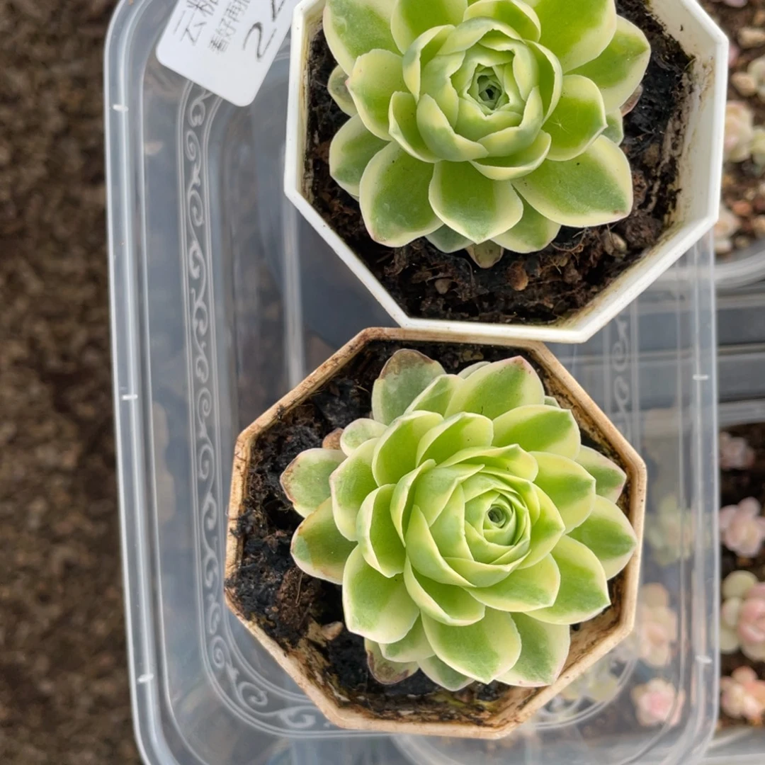 三***牛云糖心多肉植物242