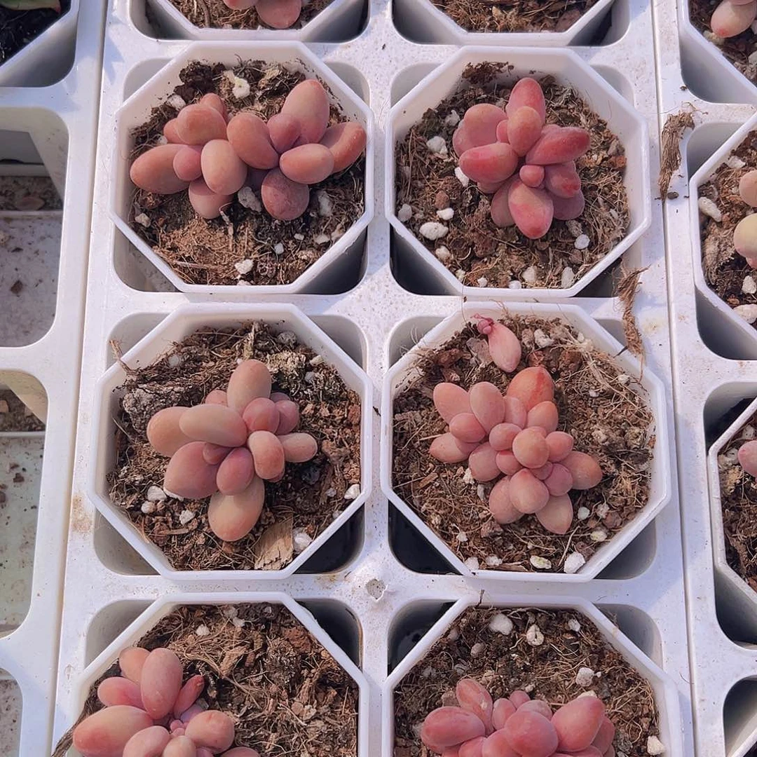 糖果美人19包邮多肉