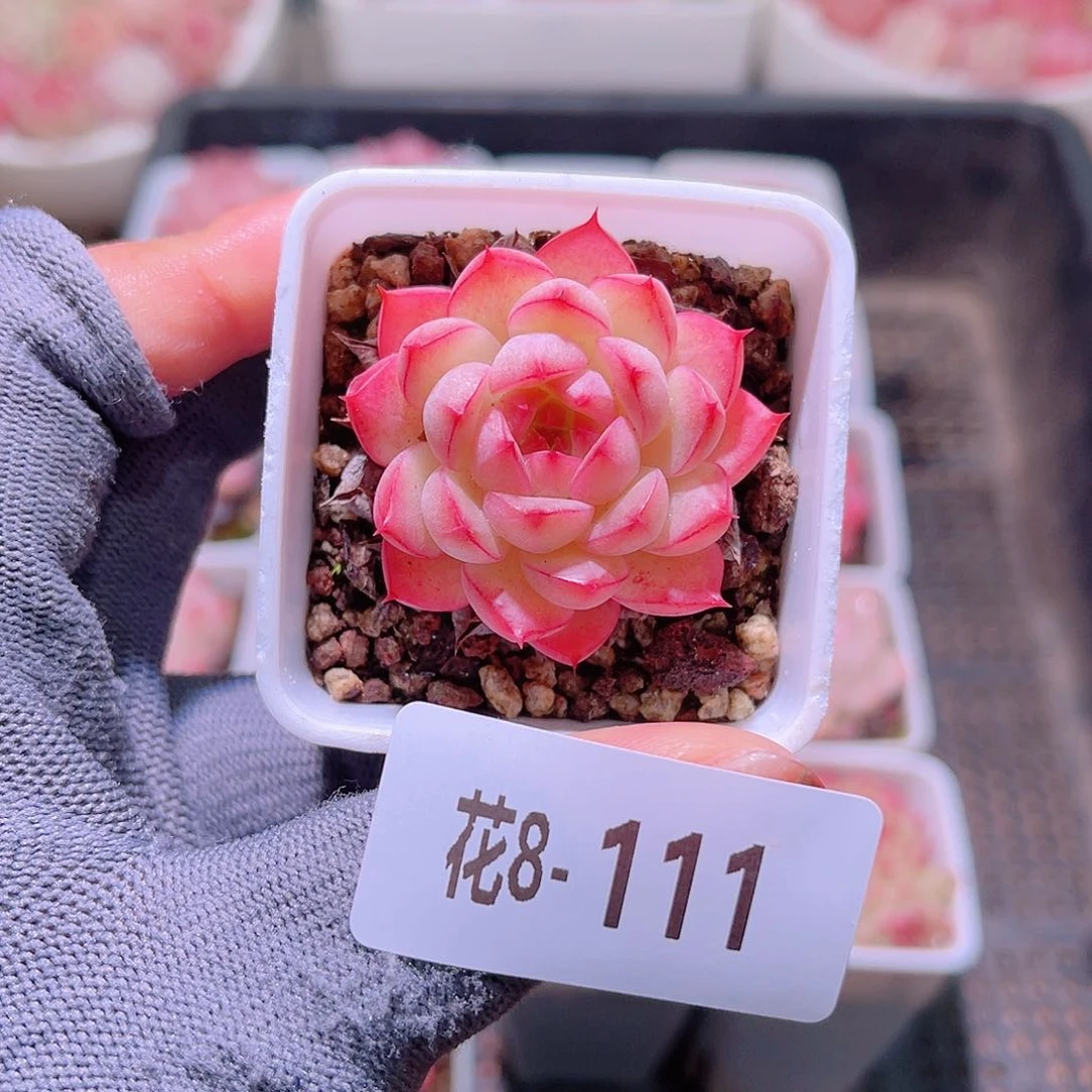 花08-111海王单头