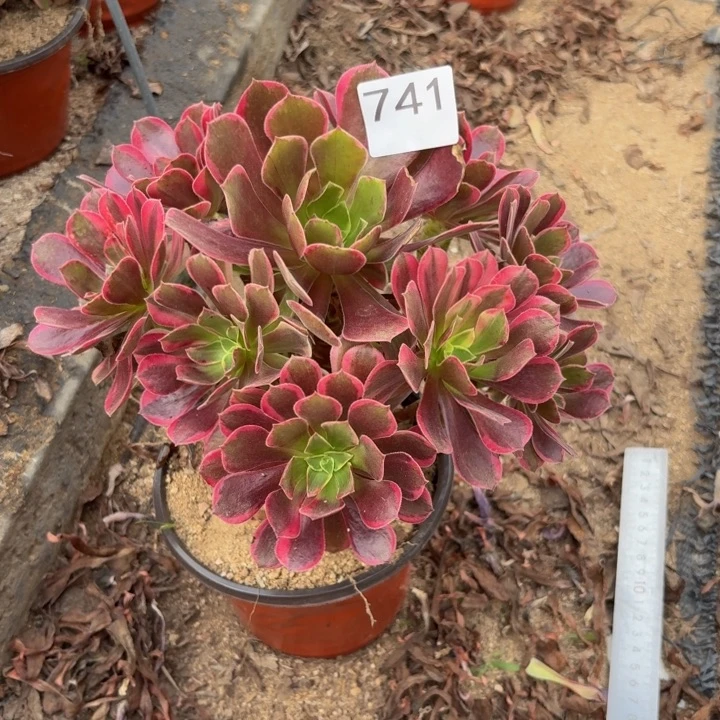 金丝雀多肉植物不包损741杆不直