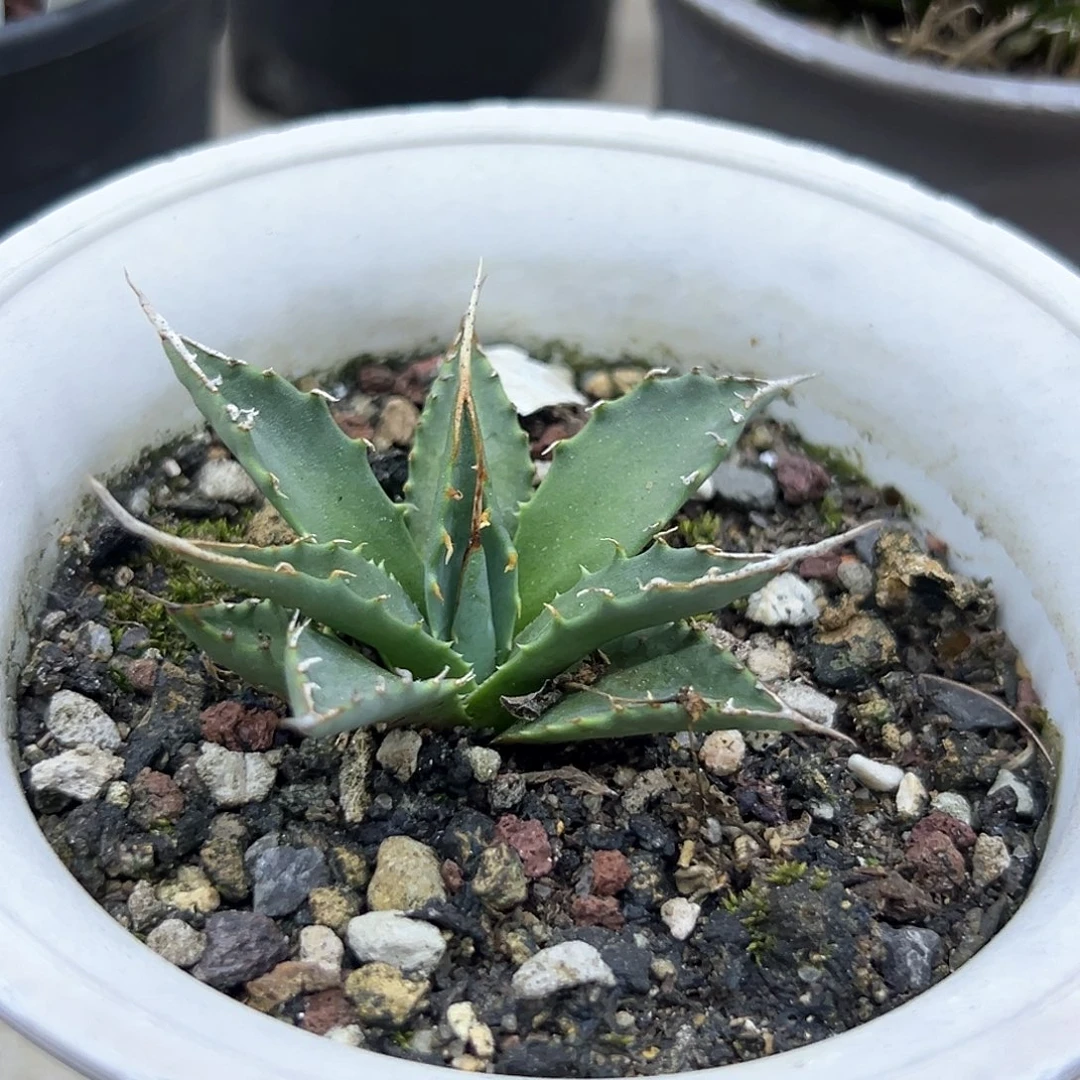 T***seb妖炎一物一拍偏远不包邮