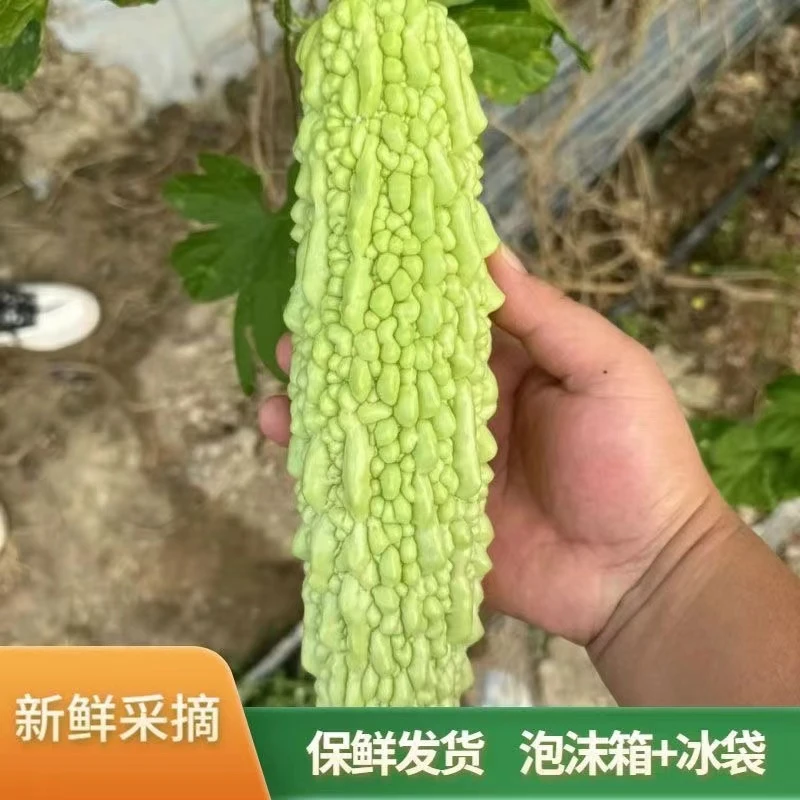 【顺丰次日达】潮汕苦瓜珠瓜夏天必备刺身水果汁煲汤3斤苦瓜同城送苦瓜