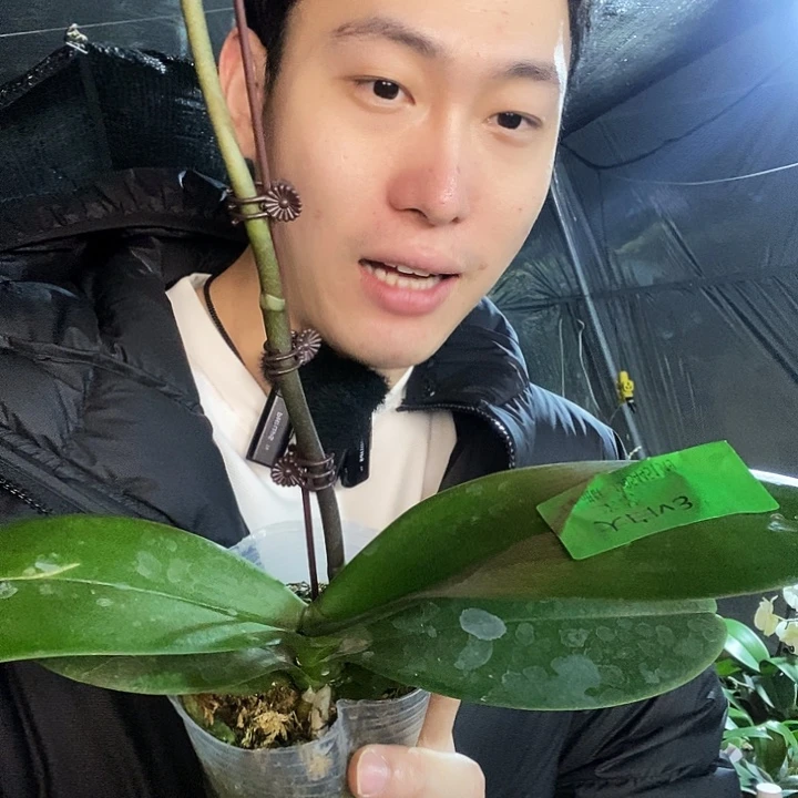 无花朵麒麟蝴蝶兰