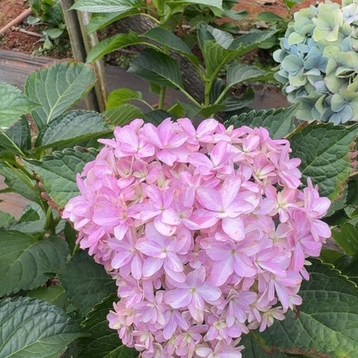 大部分花苞少量开放36