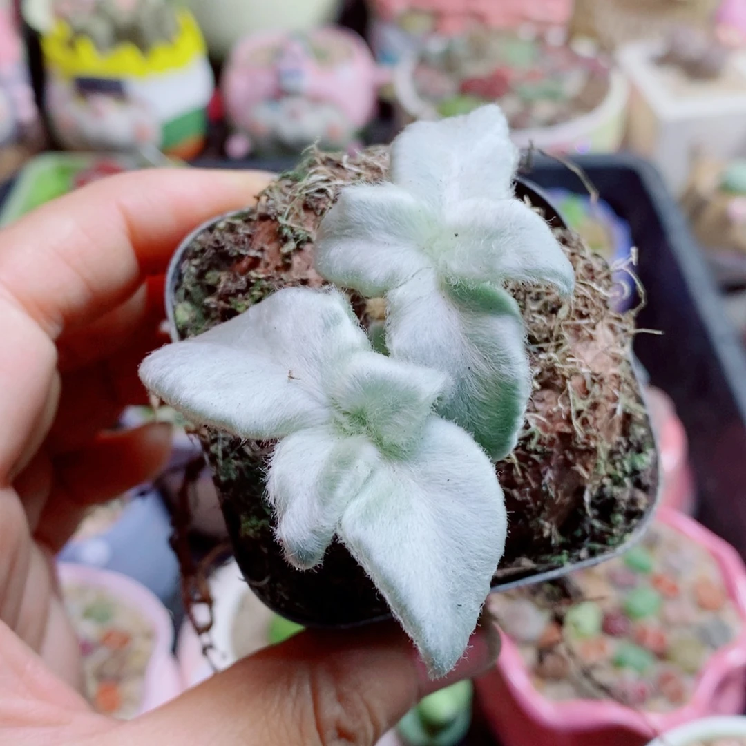 生石花花花哈哈哈哈哈哈495