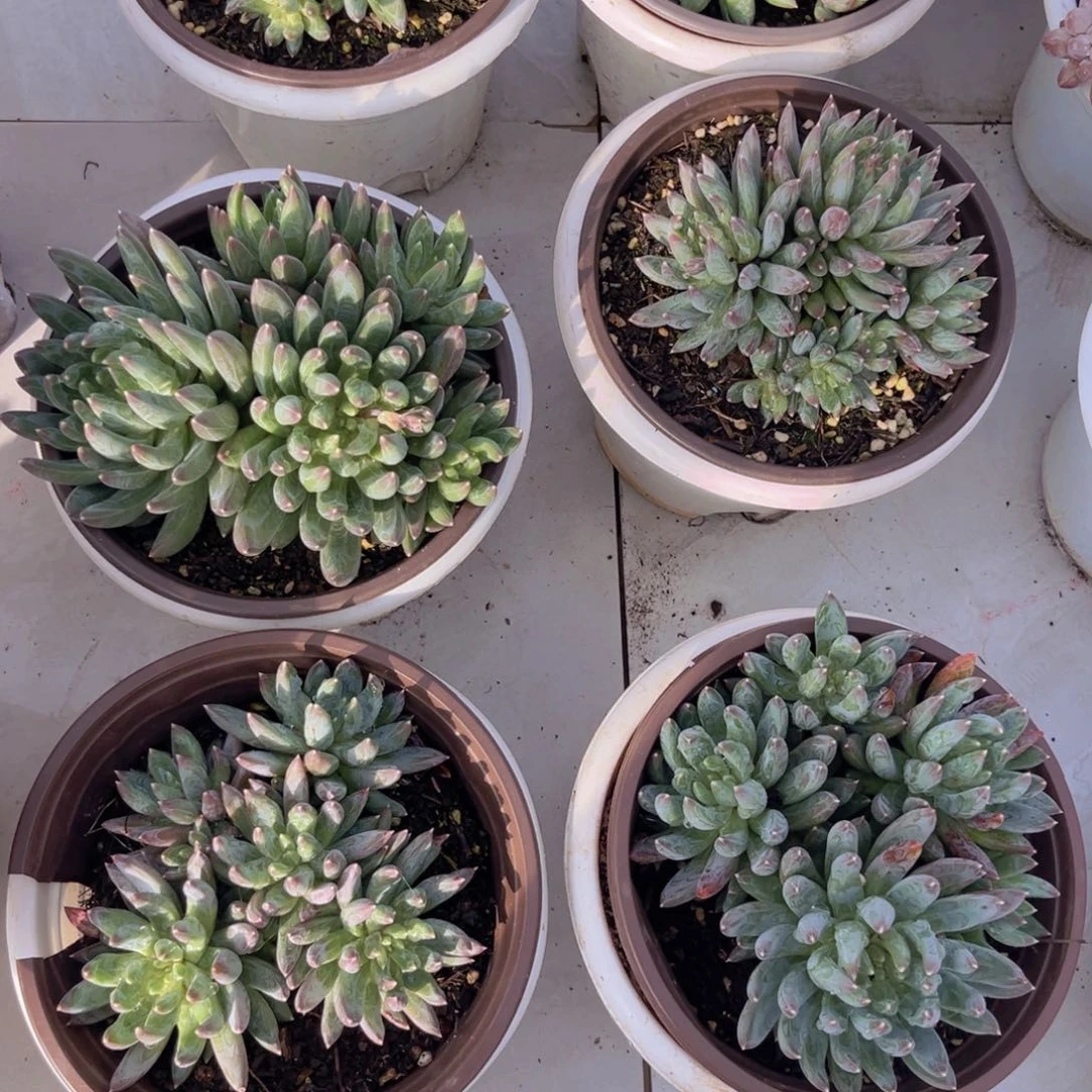 炫彩星多肉植物盆栽