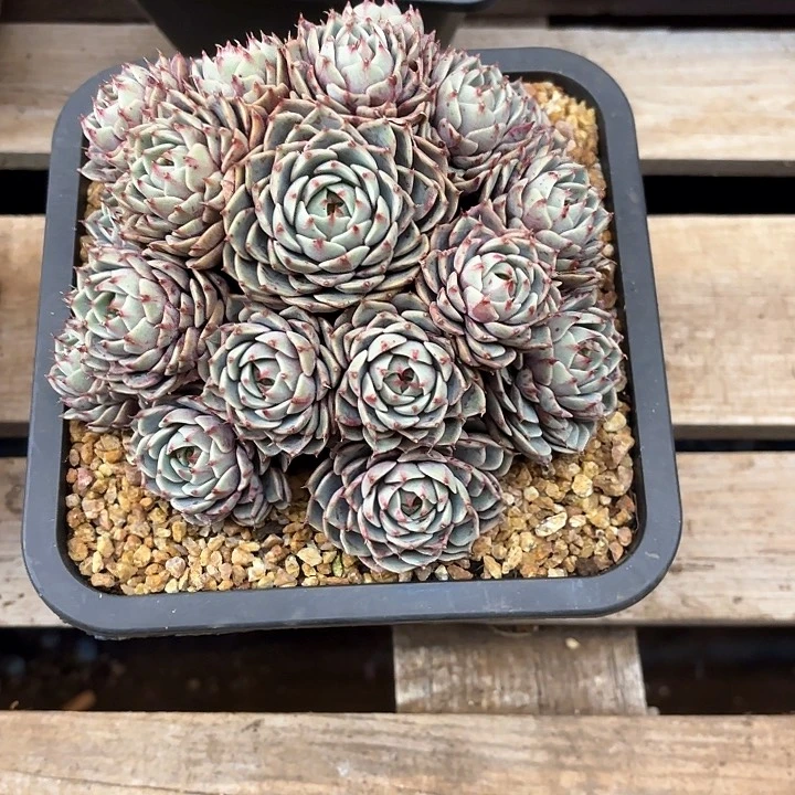 多肉植物，笨吧蒂斯