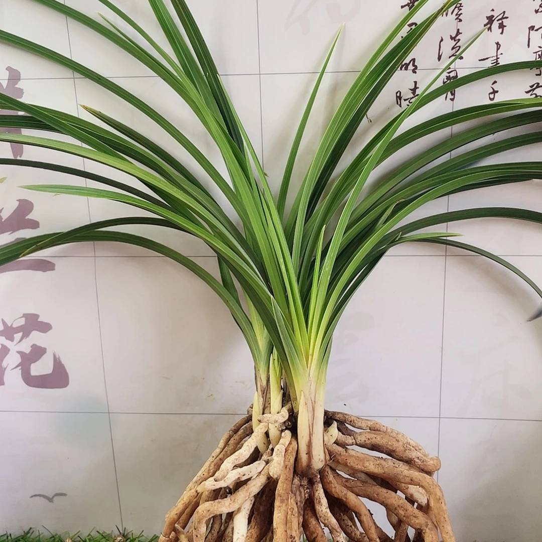 海***涛完全开放兰花兰花