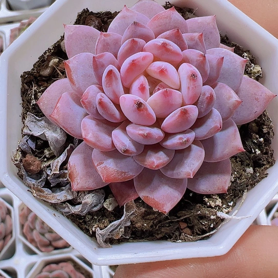 星星橙2盆19包邮多肉植物