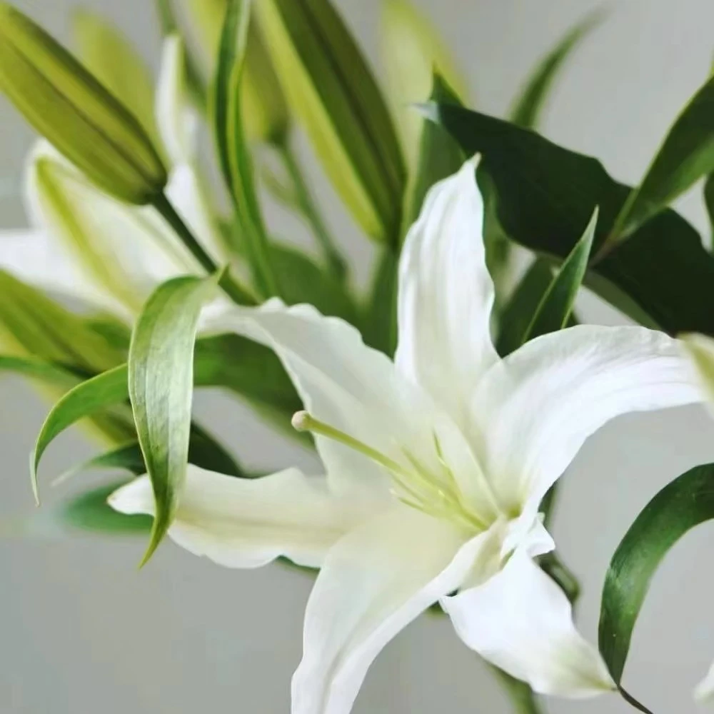 香水百合白色散花鲜切花