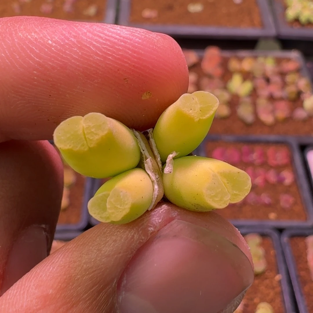 云缦精品番杏5.10四头粉绒窗佛肚