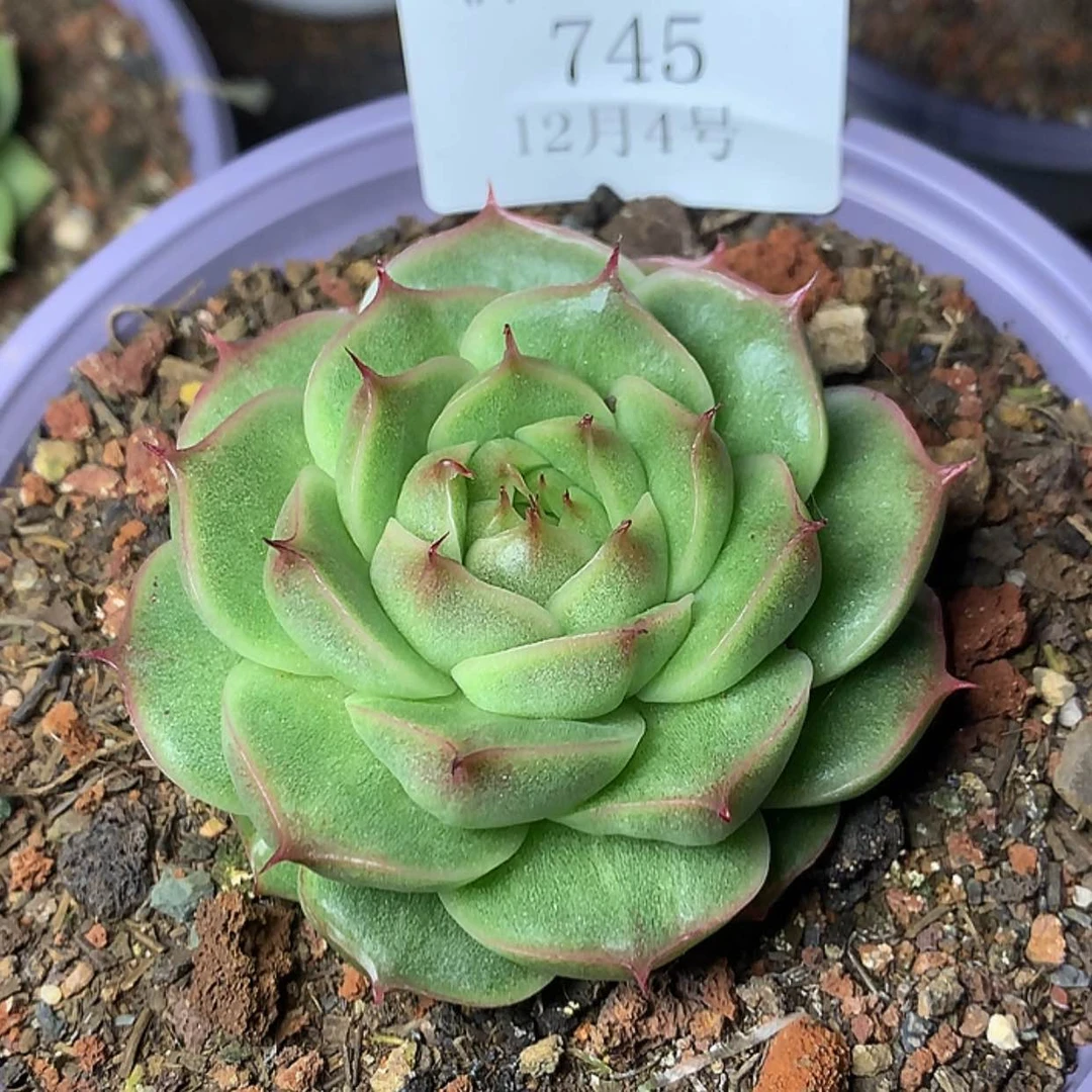 【闪购商品】云745号