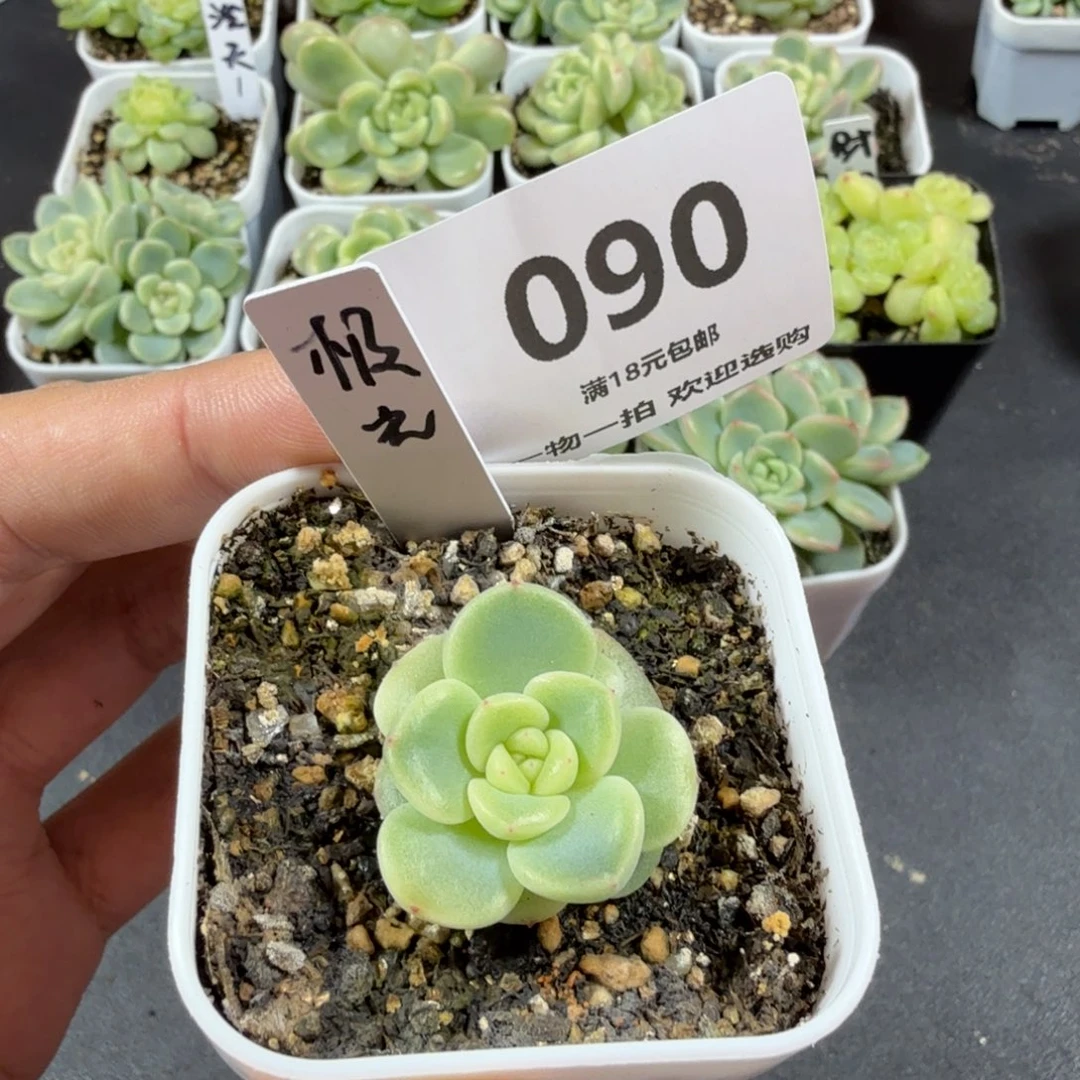 单头极光一物一拍090