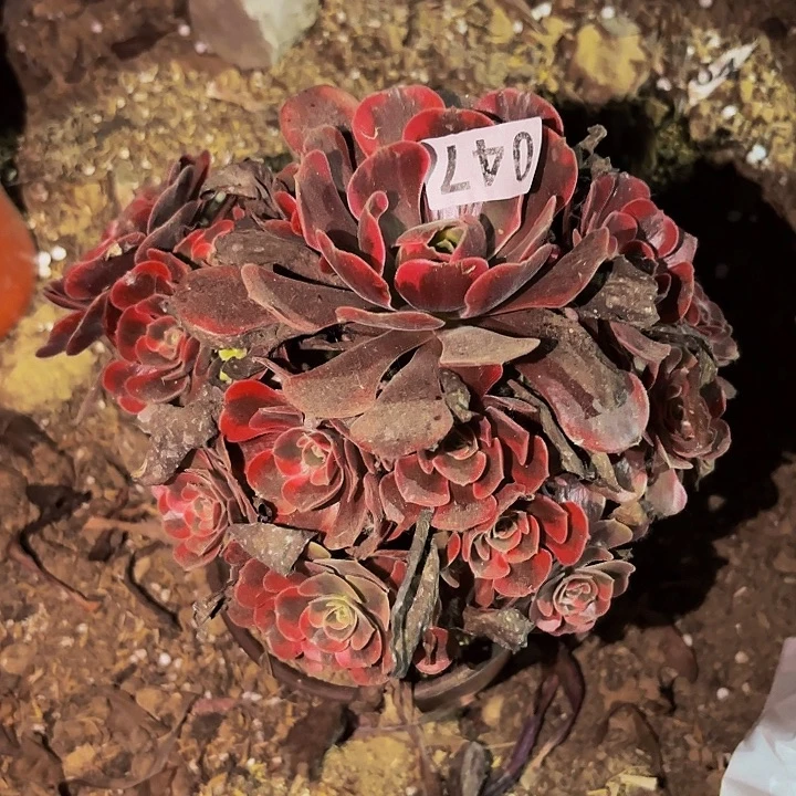 047爱神多肉植物不售后