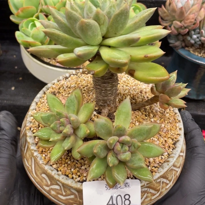 弥鹿之森一物一拍