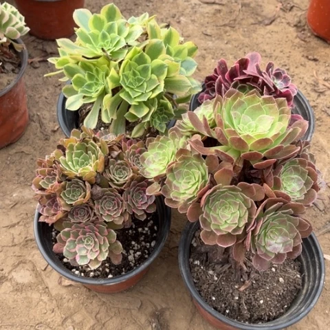 281多肉植物组合,