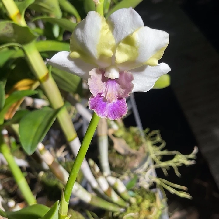 当前无花朵，栽培后可花朵龙王326