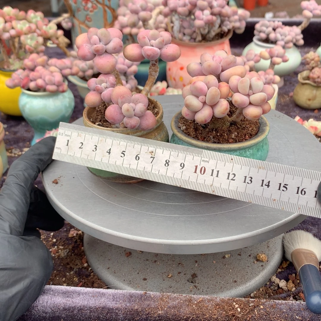 2颗带盆偏远地区不包邮的