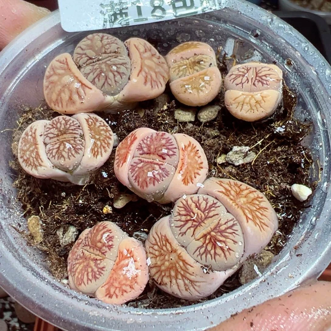 【闪购商品】 587。