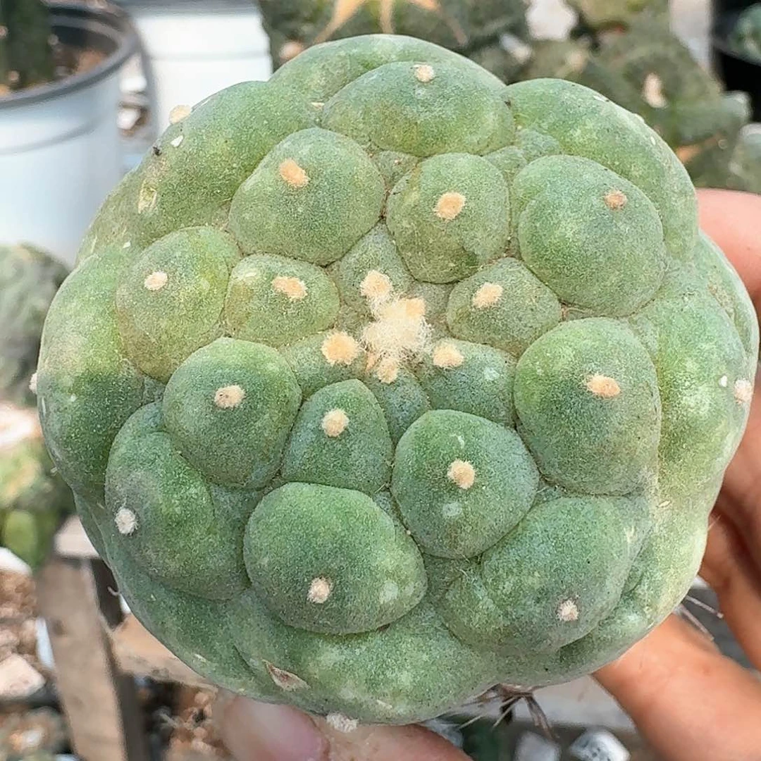 【闪购商品】无花朵大尤鲜