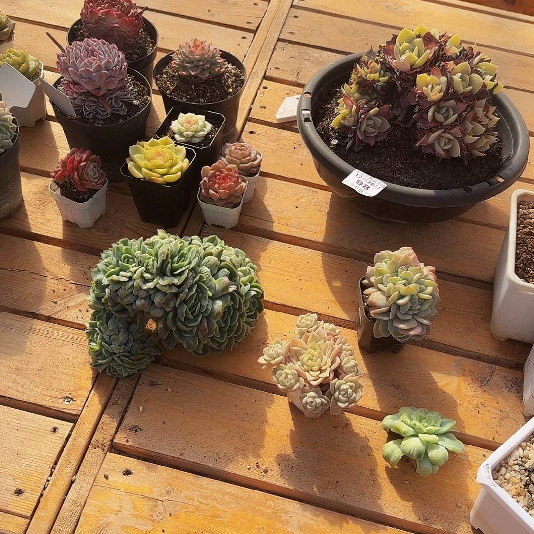 桫***椤1225-98桫椤组合a