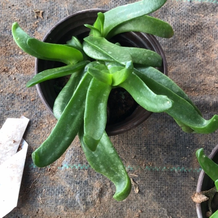 佛手托金一物一拍102