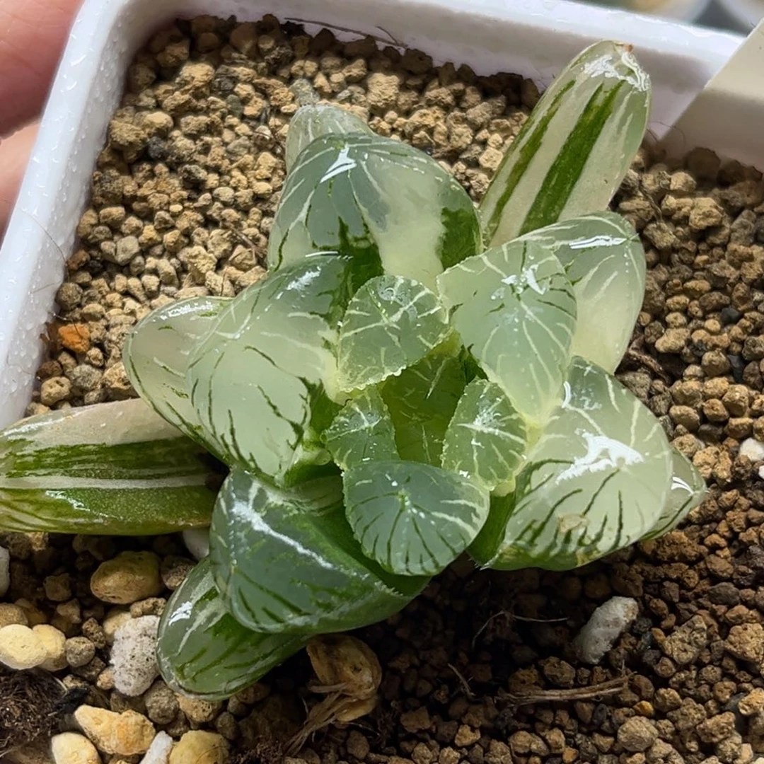 58大窗碧玺玉露锦福利专场