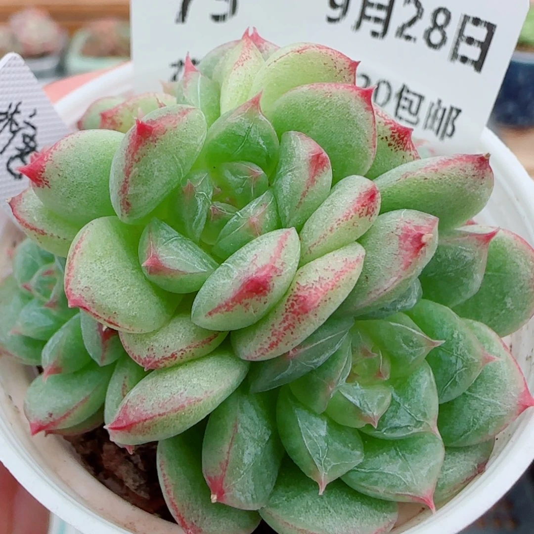花语逸镜0928-75糖心绿水飘