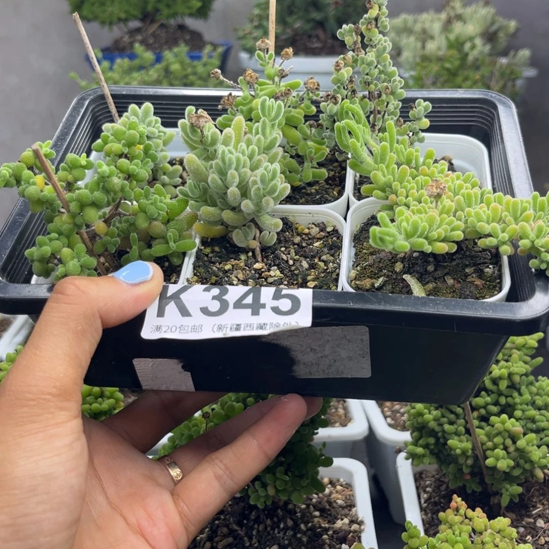 345新手套餐福利组合哦