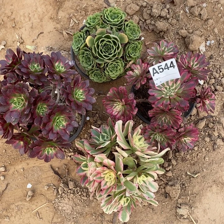 完全开放544组合套餐多肉植物