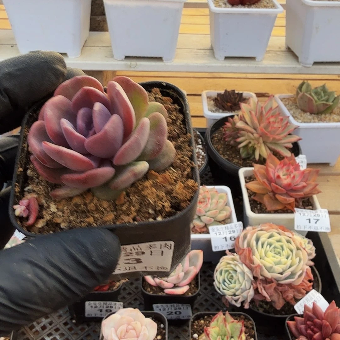 1229-23红锦单头a