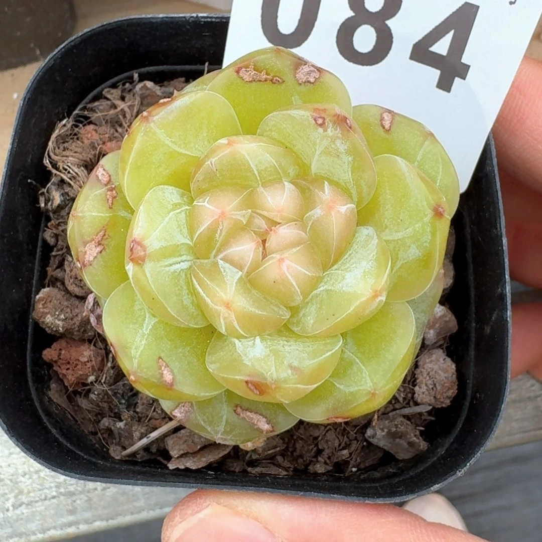 黄体珍妮         多肉植物